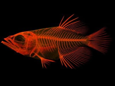 Red xray of a fish on black background.jpg
