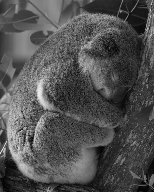 Koala Nap thumbnail