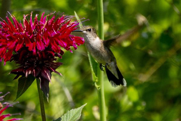 Female Ruby Throated Hummingbird Drinks Nectar From a Beebomb Flower thumbnail