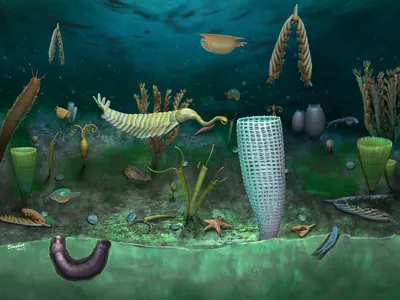 Fossils in Wales reveal a glimpse into marine life 462 million years ago. In this illustration based on the new finds, the tall sponge in the foreground is less than one inch in height.