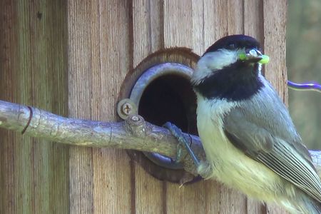 In areas made up of less than 70 percent native plant biomass, Carolina chickadees will not produce enough young to sustain their populations. At 70 percent or higher, the birds can thrive.