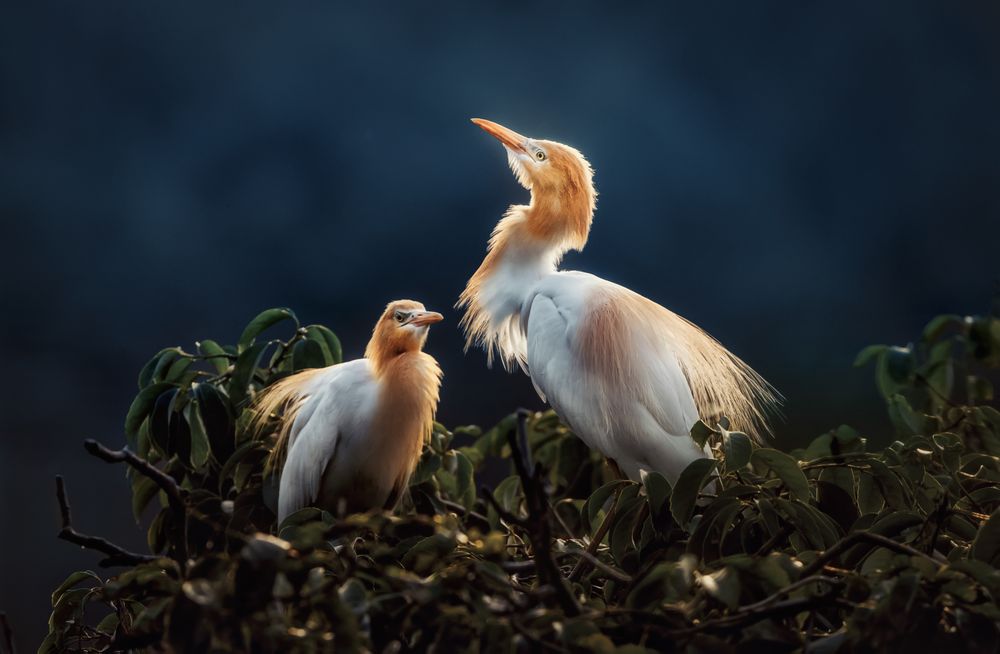 Two cattle egrets perch among leafy branches, their white and warm orange plumage softly illuminated by gentle light. Set against a dark, subdued background, their intimate posture is highlighted, evoking a serene and tranquil mood of nature.