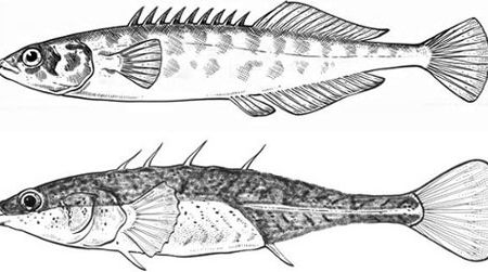 Top: The ninespine stickleback, Pungitus pungitus, is typical of the saltwater form. Bottom: A freshwater form of stickleback with fewer bony plates and fewer spines.