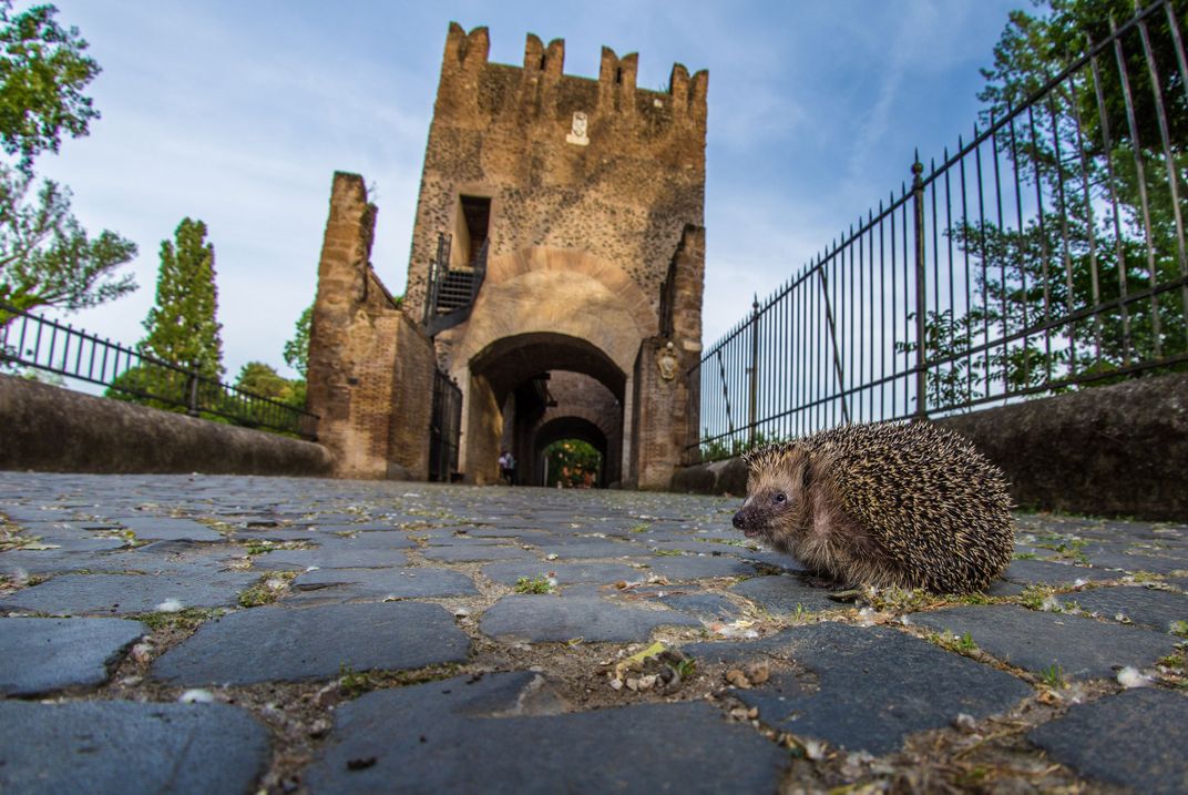 Hedgehog