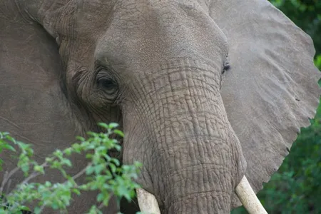 The intricate network of crevices seen on the African elephant's skin helps it retain moisture and stay cool