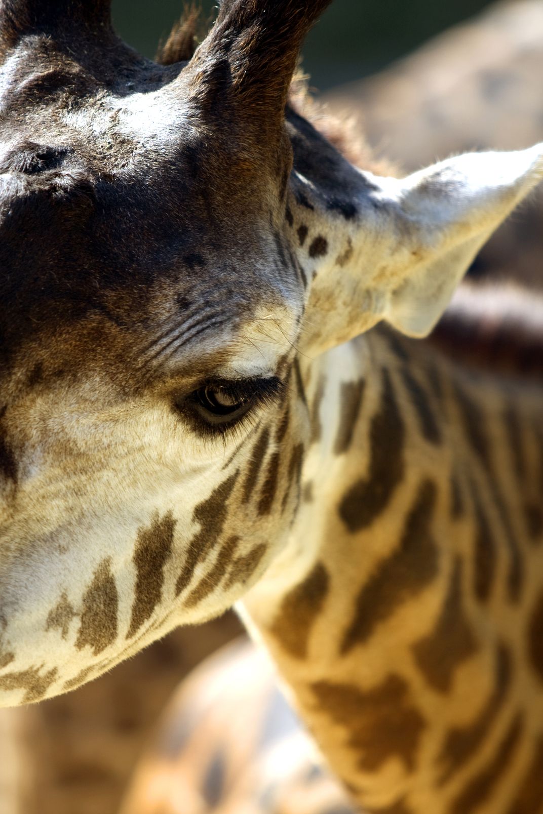 Giraffe Eye Smithsonian Photo Contest Smithsonian Magazine