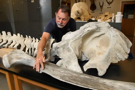 Researcher David Webster of the University of North Carolina Wilmington prepares the bones of an Atlantic gray whale for transfer to the National Museum of Natural History.