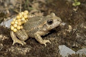 midwife-toad-520-300x200.jpg