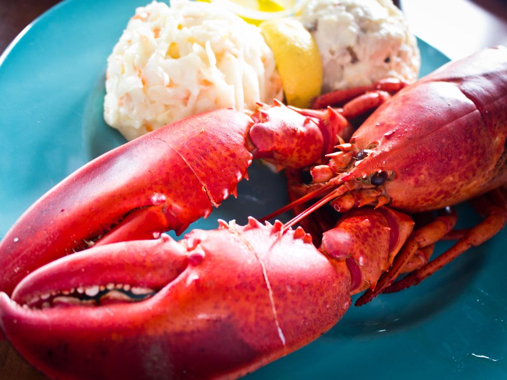 Lobster on a teal blue plate with a side of coleslaw, lemon wedge and potato salad