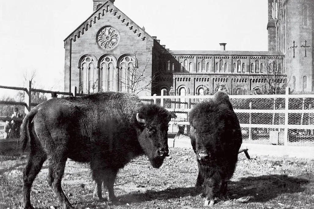 Bison at Smithsonian Castle