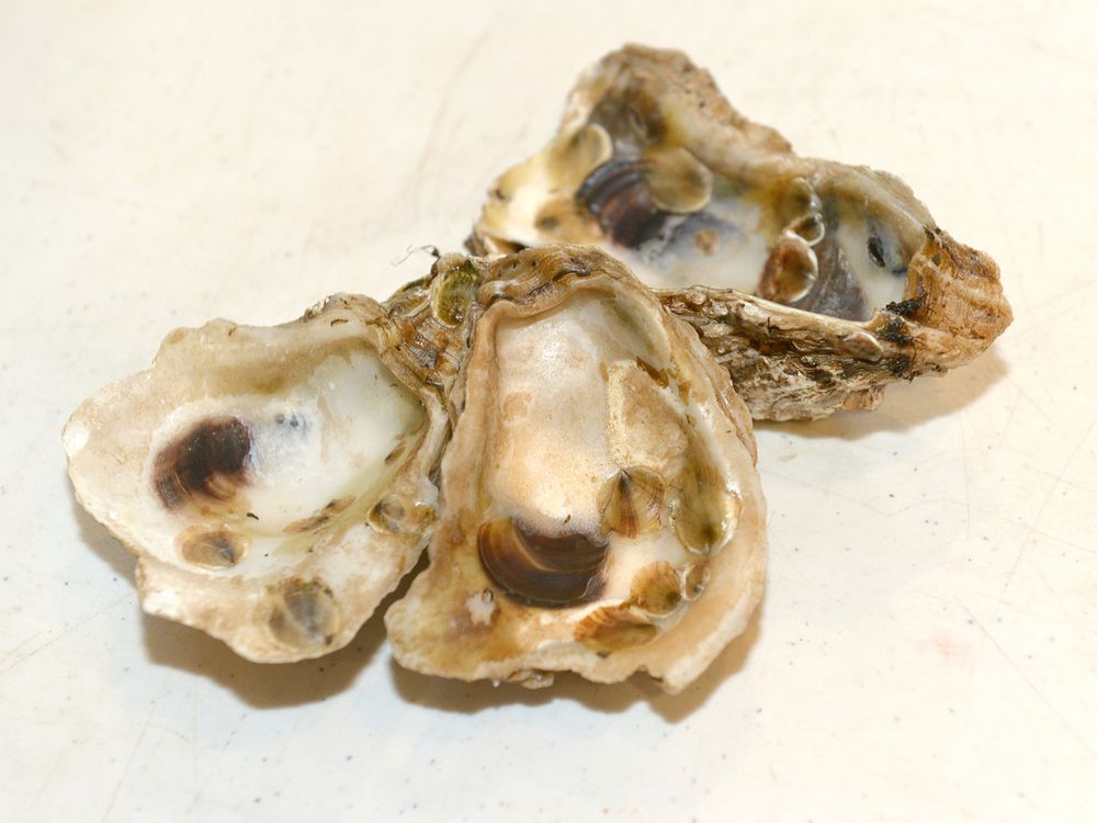an oyster bed.jpg