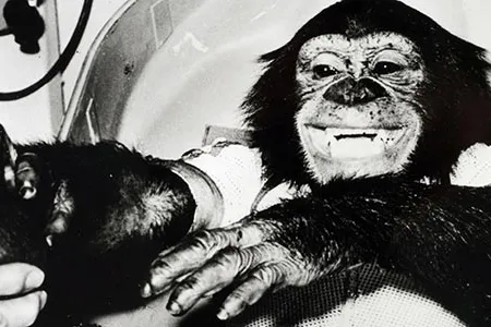 In 1961, HAM the chimpanzee became the first upright hominid to go into space.  After his death in 1983, he was interred at the New Mexico Museum of Space History.