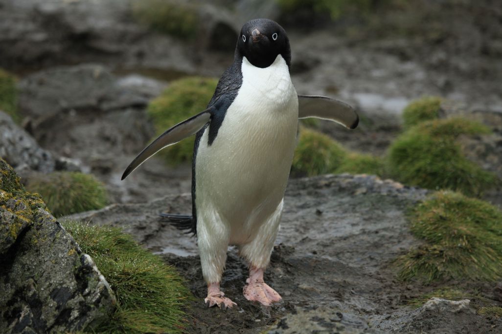 Adélie_Penguin_(5917118757).jpg