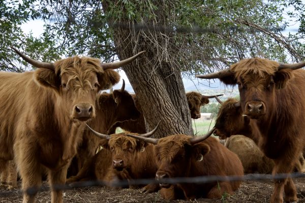 Curious cows. thumbnail