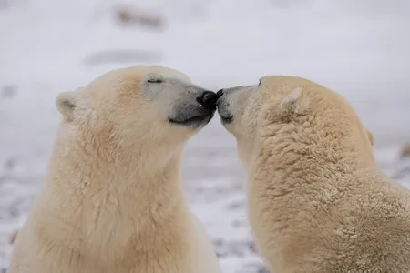 Two polar bears paused from their play to nuzzle noses, which is the equivalent of a kiss for some species.