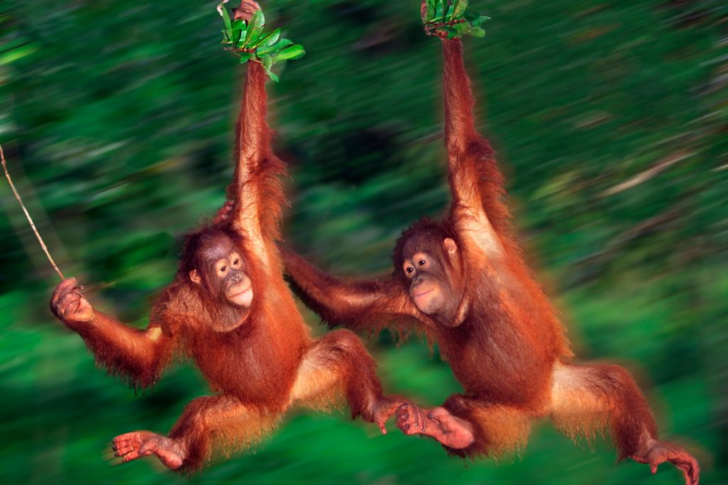 Orangutans