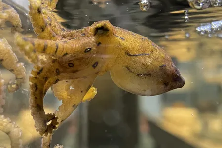 When they&#39;re alarmed, blue-lined octopuses display iridescent blue rings on their arms to ward off approaching predators.