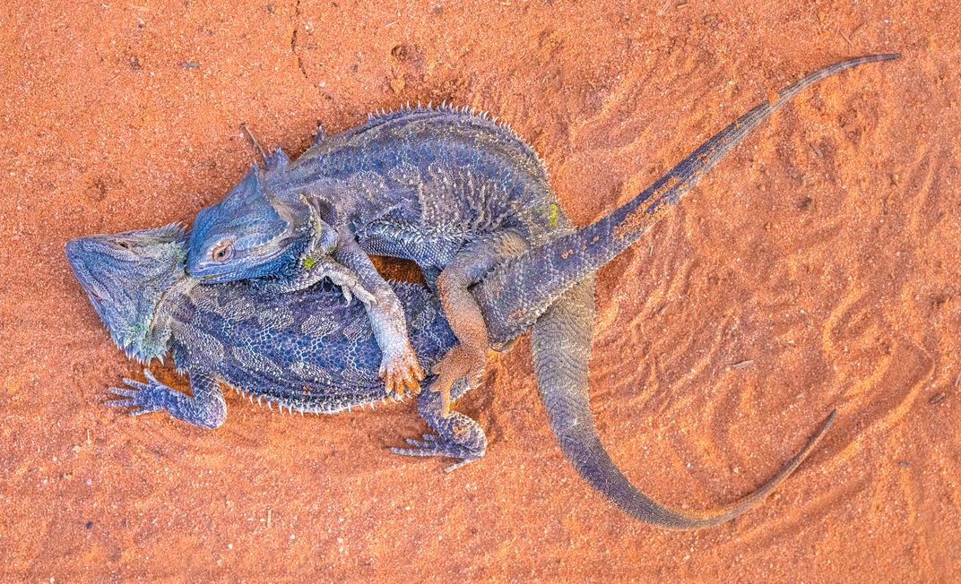 How Do Bearded Dragons Mate