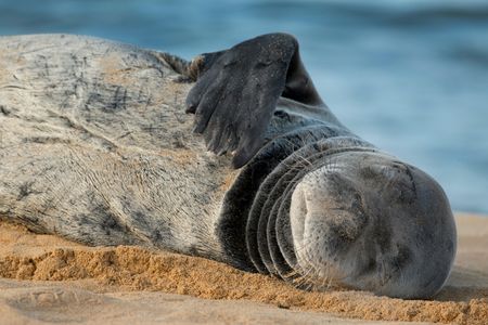 Hawaiian monk seals are the country's most endangered marine mammal. Now they face a tiny, but deadly, threat: Toxoplasma gondii.