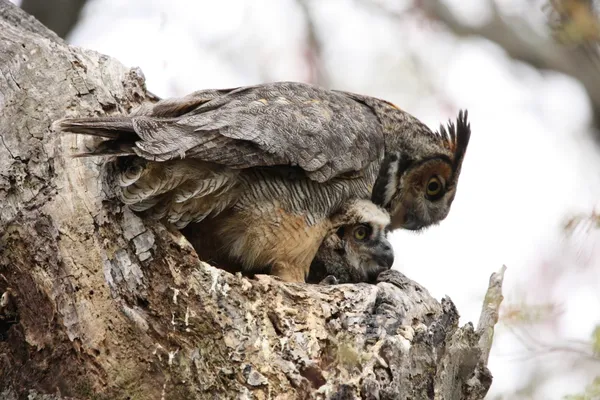 Mother Owl taking care of Owlet thumbnail