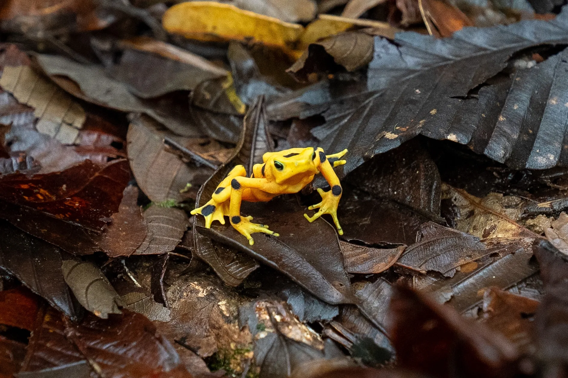 Smithsonian’s Panama Amphibian Rescue and Conservation Project Releases ...