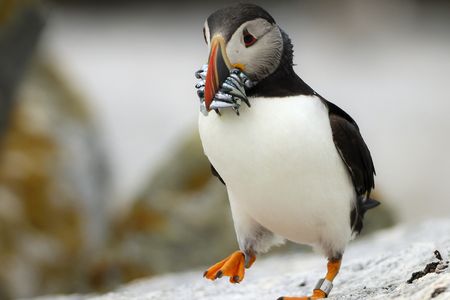 A puffin on Eastern Egg Rock carries fish to feed its young.