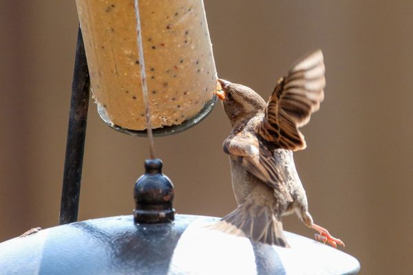 A sparrow fighting the wind thumbnail
