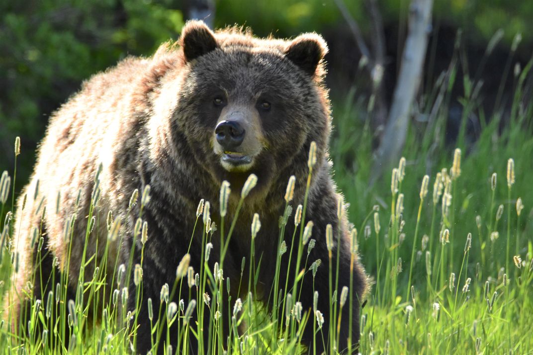 Grizzly Bear At Yellowstone National Park | Smithsonian Photo Contest ...