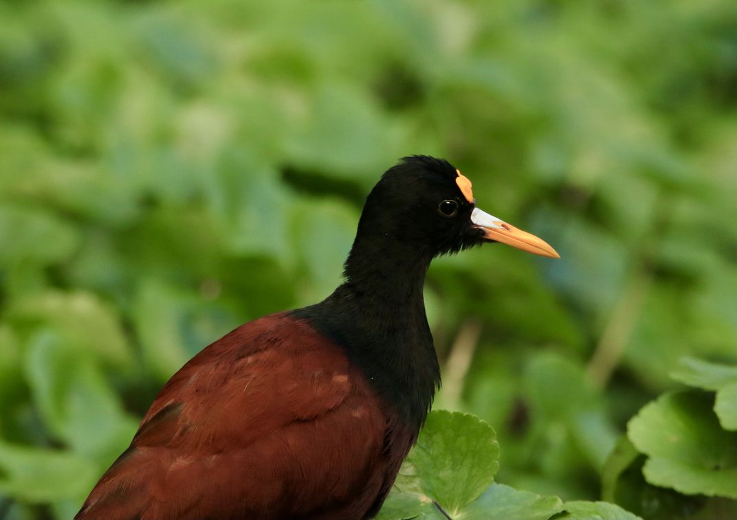 Northern Jacana In Tortuguero National Park 