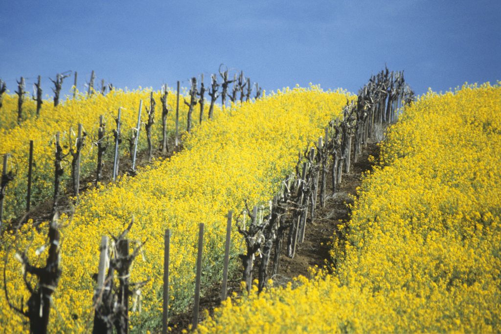 Napa Valley