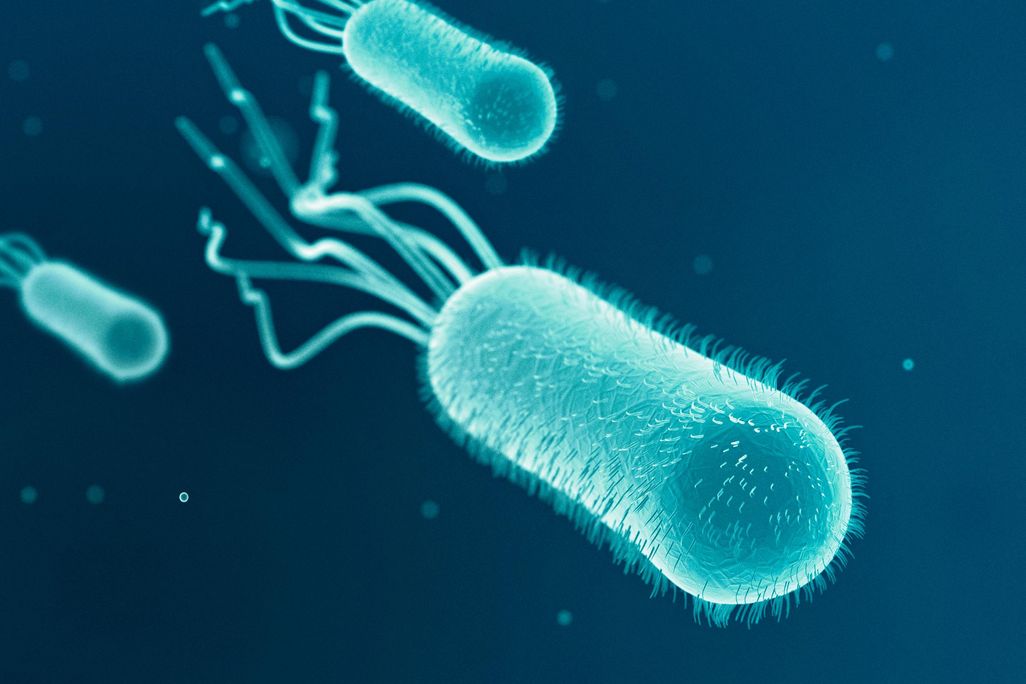 E Coli.jpg