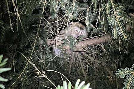 The monkeys escaped into a wooded area where state troopers and state wildlife officials launched a search effort that included the Centers for Disease Control and Prevention (CDC) and Pennsylvania Department of Health officials.