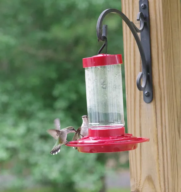 Two Hummingbirds at the feeder. thumbnail