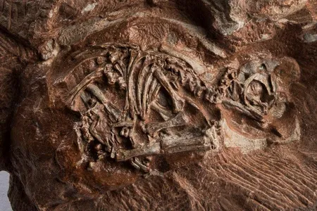 Researchers recently scanned some of the oldest dinosaur embryos in the world