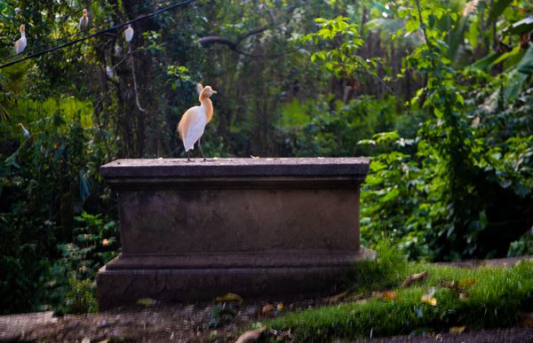 Bali Petulu sacred  white heron thumbnail