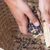 Close-up on a pair of hands removing multicolored dried corn kernels into a woven basket.