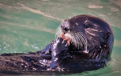 Sea otters have teeth that resemble those of Paranthropus