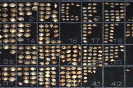 Fossil ostracods on a slide from the collection of the Smithsonian’s National Museum of Natural History. The science team behind the recent Nature paper relied heavily on this collection for their analysis.