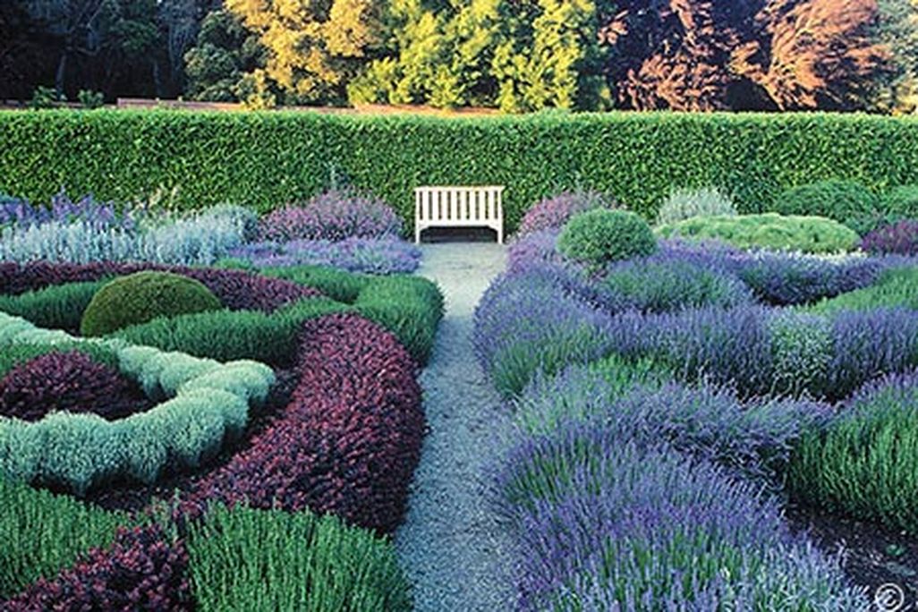 Filoli garden lavender