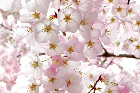 A close-up of blooming blossoms captures their stunning detail.
