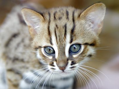 A baby rusty-spotted cat, born at a French zoo in 2010. The newly discovered fossil is thought to belong to the same genus as modern rusty-spotted cats, which are among the smallest felines in the world.