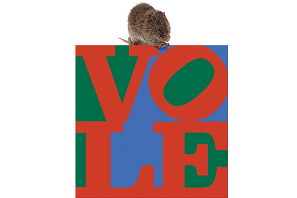 01-Voles-praire.jpg