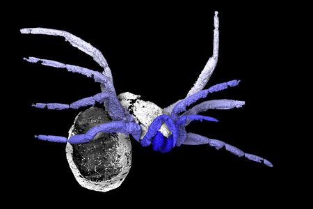 Scan of Idmonarachne brasieri 