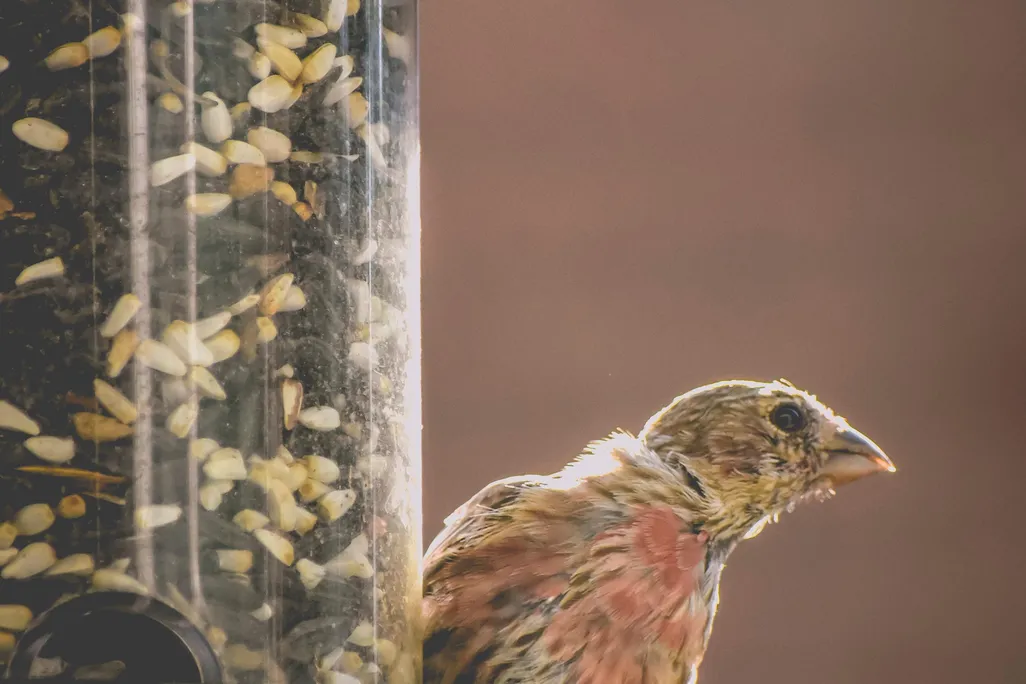 Birdfeeder