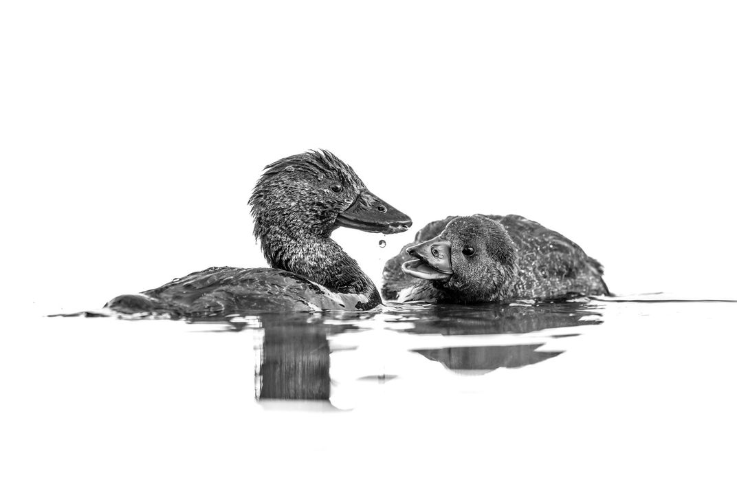 two ducks, one facing right, the other facing toward the camera, look at each other, a droplet falling from one's beak. the other looks on with an open bill