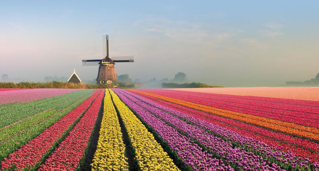 Dutch landscape of tulip fields