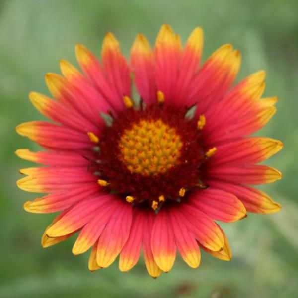 List 32+ Pictures what is the state flower of oklahoma Excellent