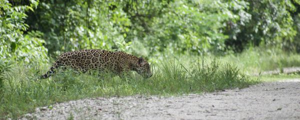 A Wild Belizean Jaguar Crossing the Road thumbnail