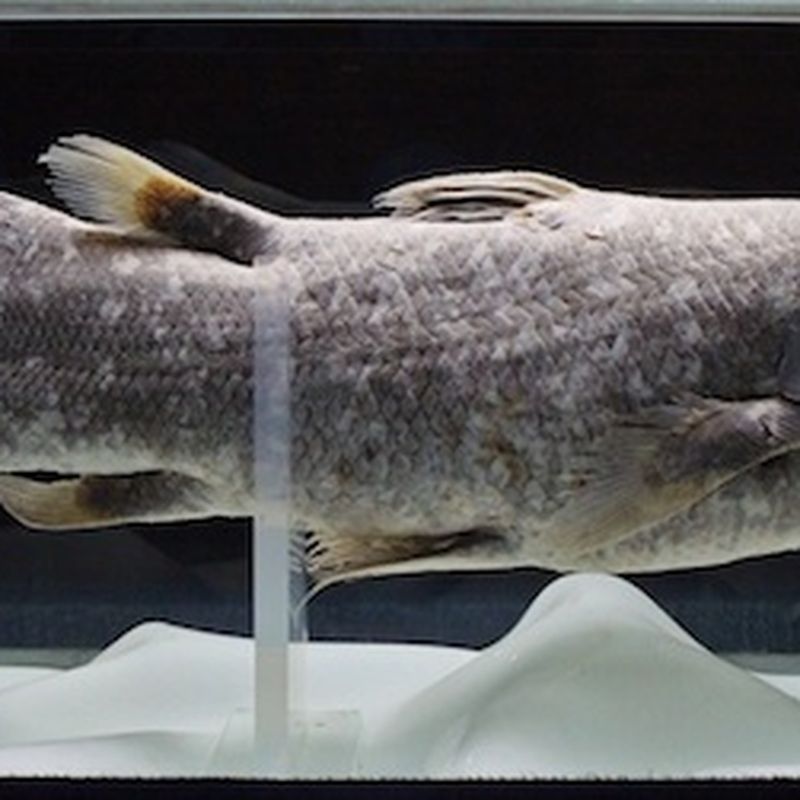 DNA Sequencing Reveals that Coelacanths Weren't the Missing Link Between  Sea and Land, Science