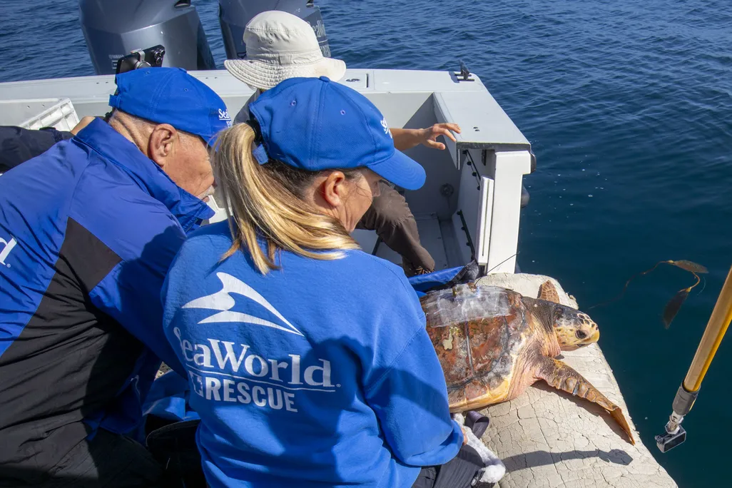 Large sea turtle on the edge of a boat with two people wearing blue SeaWorld uniforms